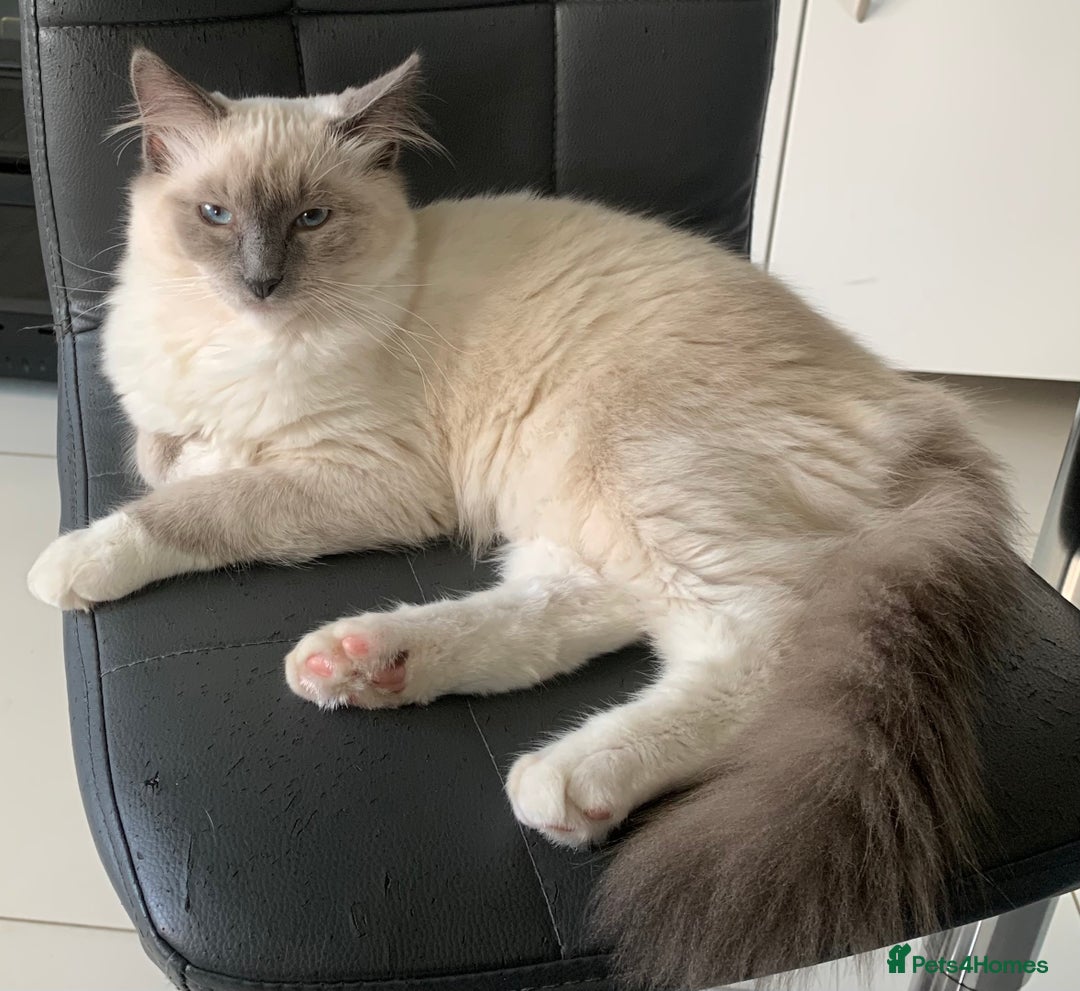 Ragdoll cats for sale: Beautiful blue mitted Ragdoll - Image 1