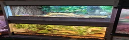 Gecko reptiles for sale: Crested male gecko - Advert 3