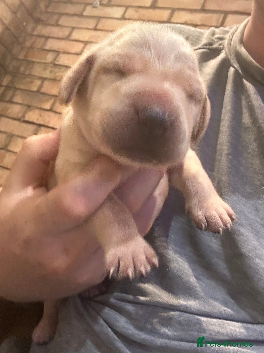 Mixed Breed dogs for sale: Weimaraner x vizsla x GSP only Black left  - Image 9