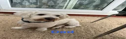 Bichon Frise dogs for sale:     🐶 6 Adorable Puppies Looking for a Home - Advert 18