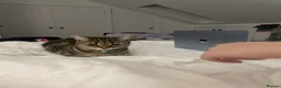 Domestic Shorthair cats for sale: Gorgeous Tabby siblings  - Advert 8