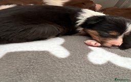 Border Collie dogs for sale: Boarder collie puppies  - Image 4