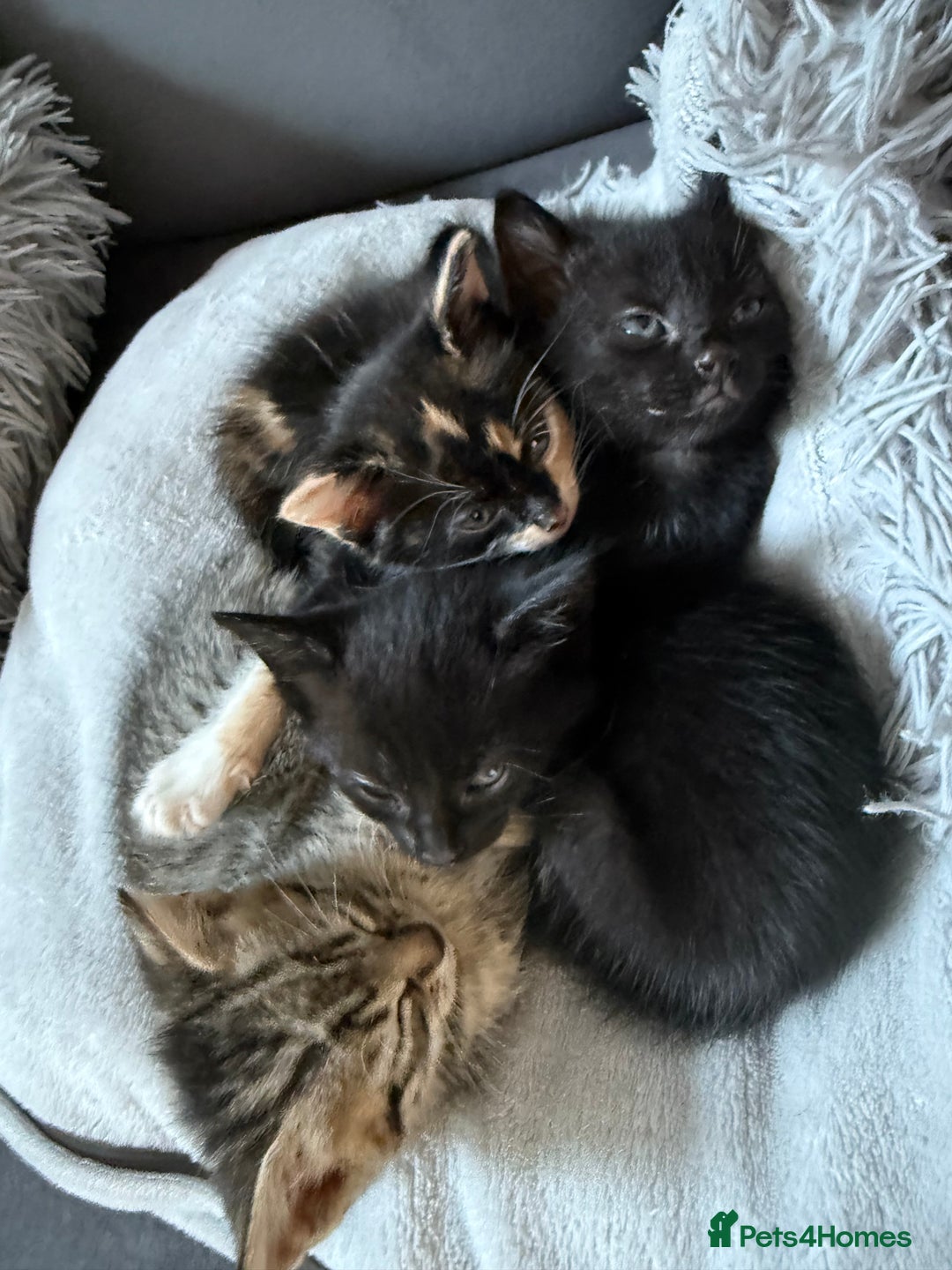 British Shorthair cats for sale: Kittens for sale - Image 1