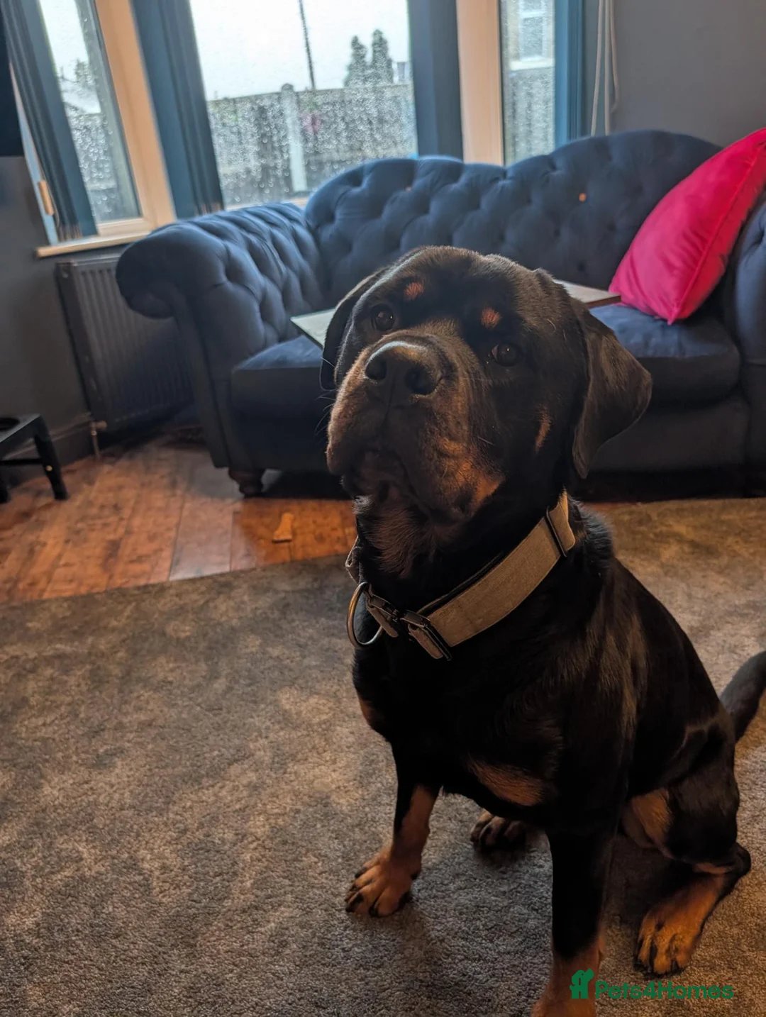 Rottweiler dogs for sale: Bruce... Handsome 2.5 year old Rotty in Buxton - Advert 2