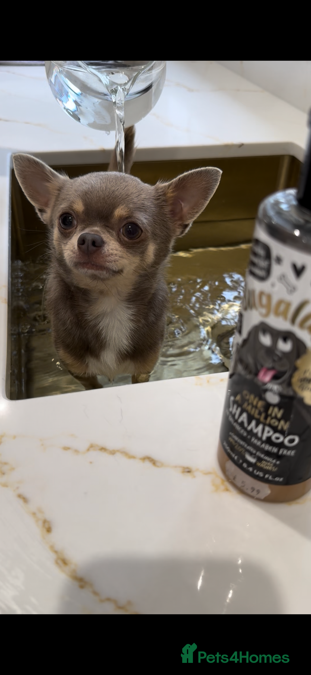 Chihuahua dogs for sale: Chihuahua puppies available on  ** s  - Advert 32