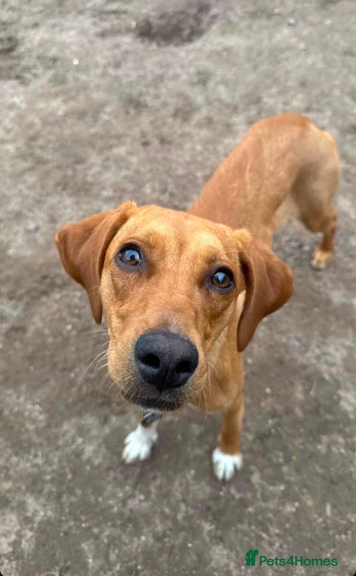 Mixed Breed dogs Puppy Ginny is ready for her forever family! - Advert 1