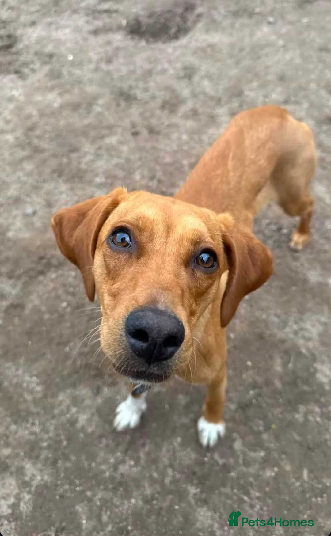 Mixed Breed dogs for adoption: Puppy Ginny is ready for her forever family! in Worcester - Advert 1