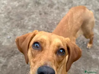 Mixed Breed dogs for adoption: Puppy Ginny is ready for her forever family! - Advert 1