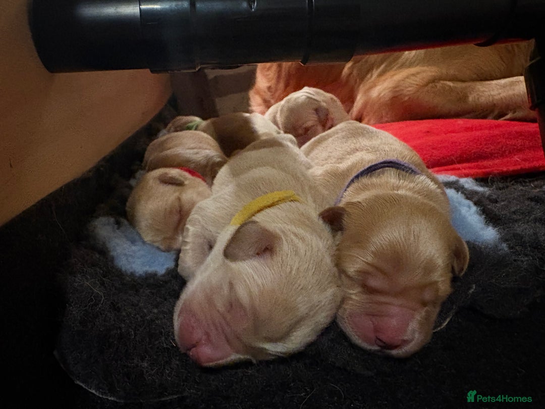 Golden Retriever dogs for sale: 1 female Golden Retriever Pup left for sale🥰🏡 - Advert 17