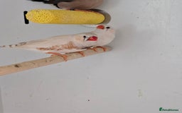 Canaries birds for sale: Beautiful Canaries, Goldfinches, Zebras, Bengies!! - Image 2