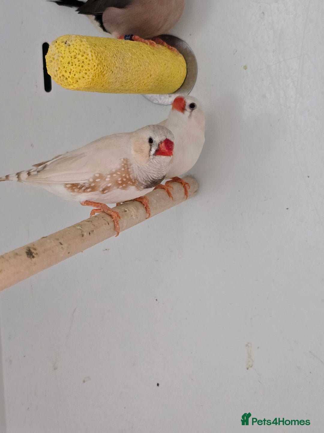 Canaries birds for sale: Beautiful Canaries, Goldfinches, Zebras, Bengies!! - Image 2