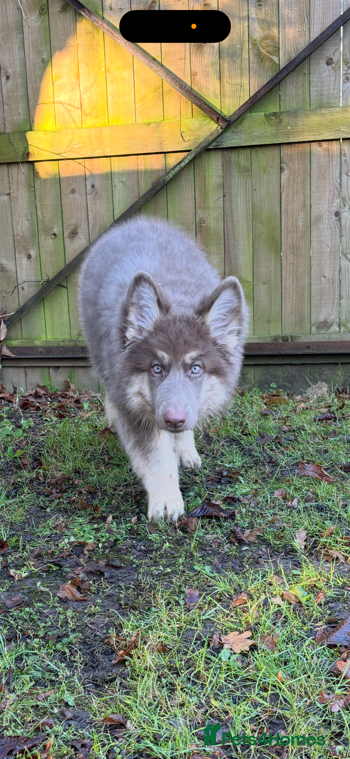 German Shepherd dogs Kc registered DNA Health tested gsd puppy  - Advert 6