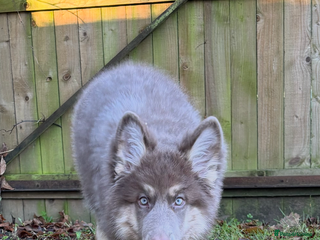 German Shepherd dogs Kc registered DNA Health tested gsd puppy - Advert 6