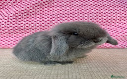 Mini Lop rabbits for sale: Beautiful mini lop kits  - Image 12