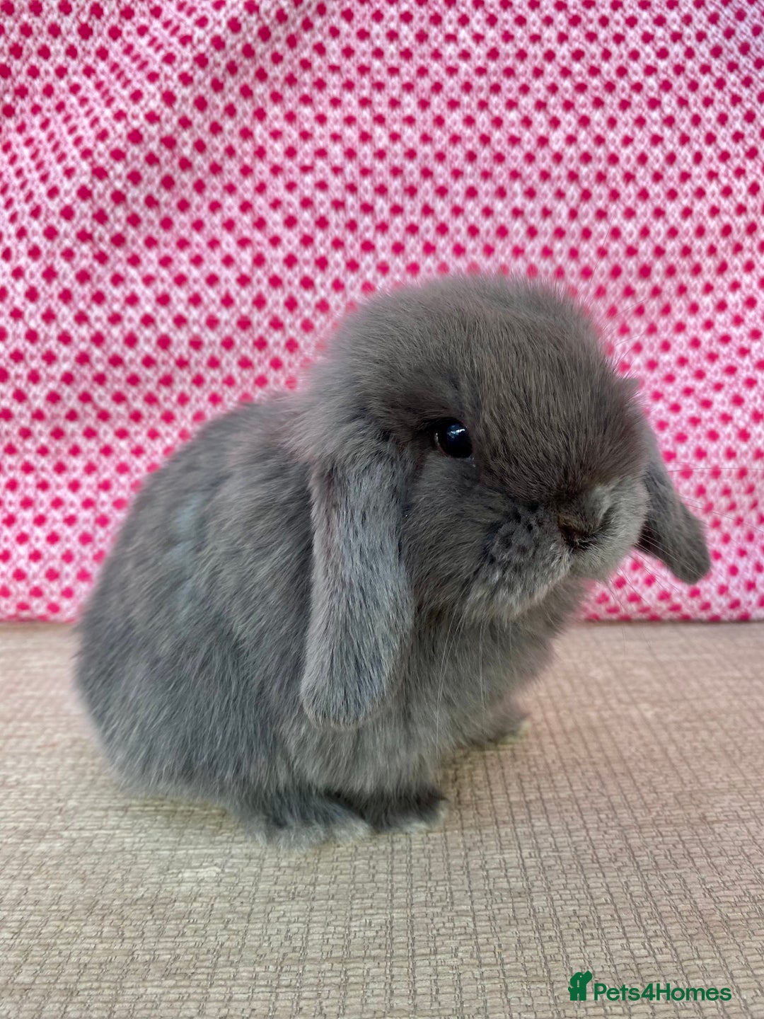 Mini Lop rabbits for sale: Beautiful mini lop kits  - Image 12