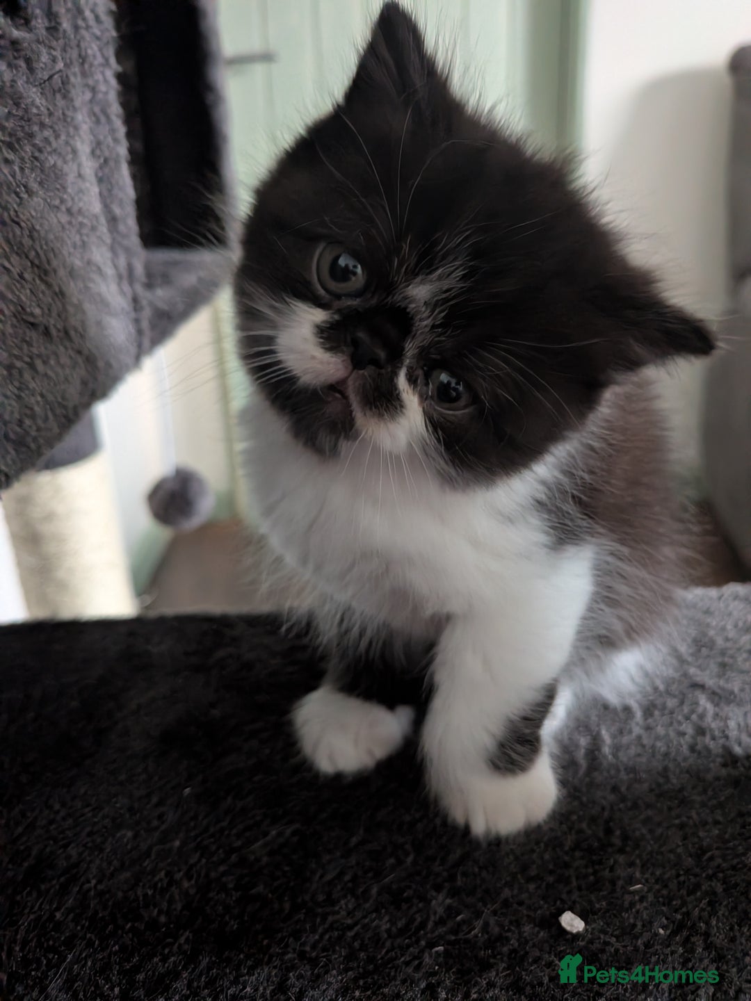 Exotic cats for sale: Beautiful Exotic kittens  - Advert 10