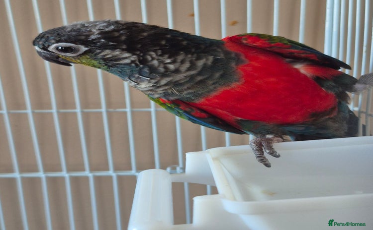 Conures birds - Advert 1