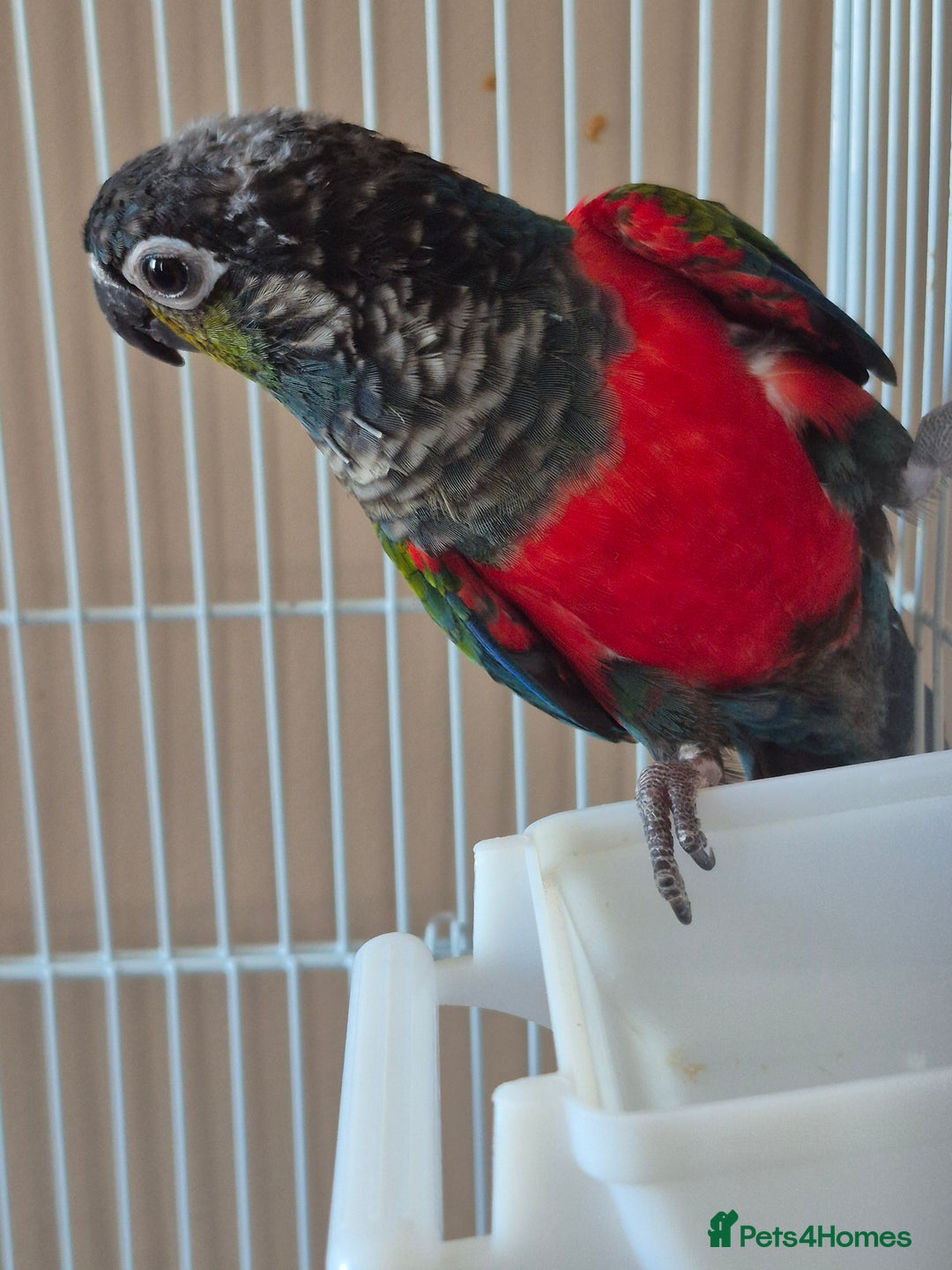Conures birds for sale: Crimson Red Wing Conure female - Image 1