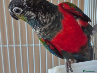 Conures birds - Advert 7