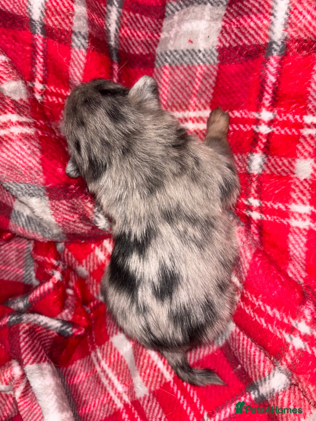 Chihuahua dogs for sale: Merle Chihuahuas 🩵 🩷 3 boys 2 girls available  - Advert 2