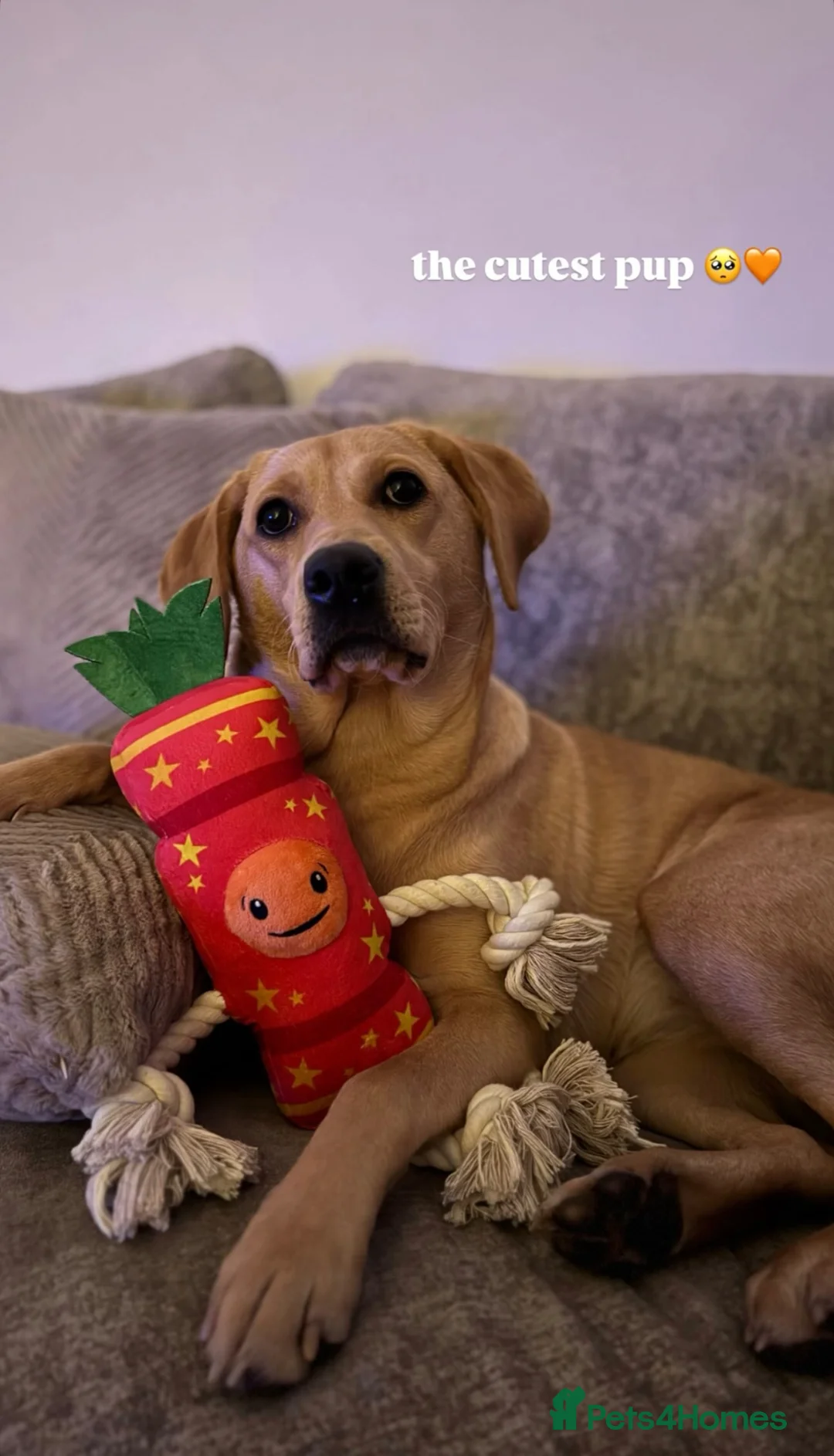 Labrador Retriever dogs for sale: TEMPORARY FOSTER HOME NEEDED FOR 1 YEAR OLD LAB - Advert 11