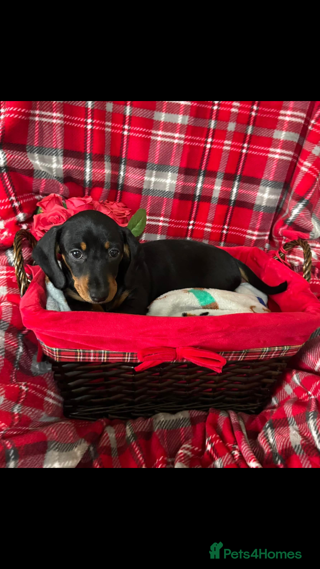 Dachshund dogs for sale: Male Dachshund 😘 xx ready for a new home  - Advert 5