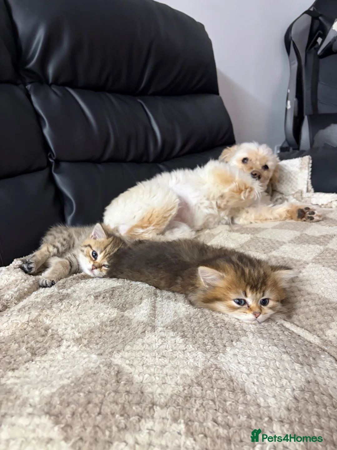 British Shorthair cats for sale: British shorthair in Buntingford - Advert 5