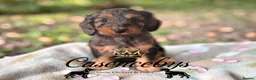 Cockapoo dogs for sale: WAITING LIST OPEN   - Advert 8