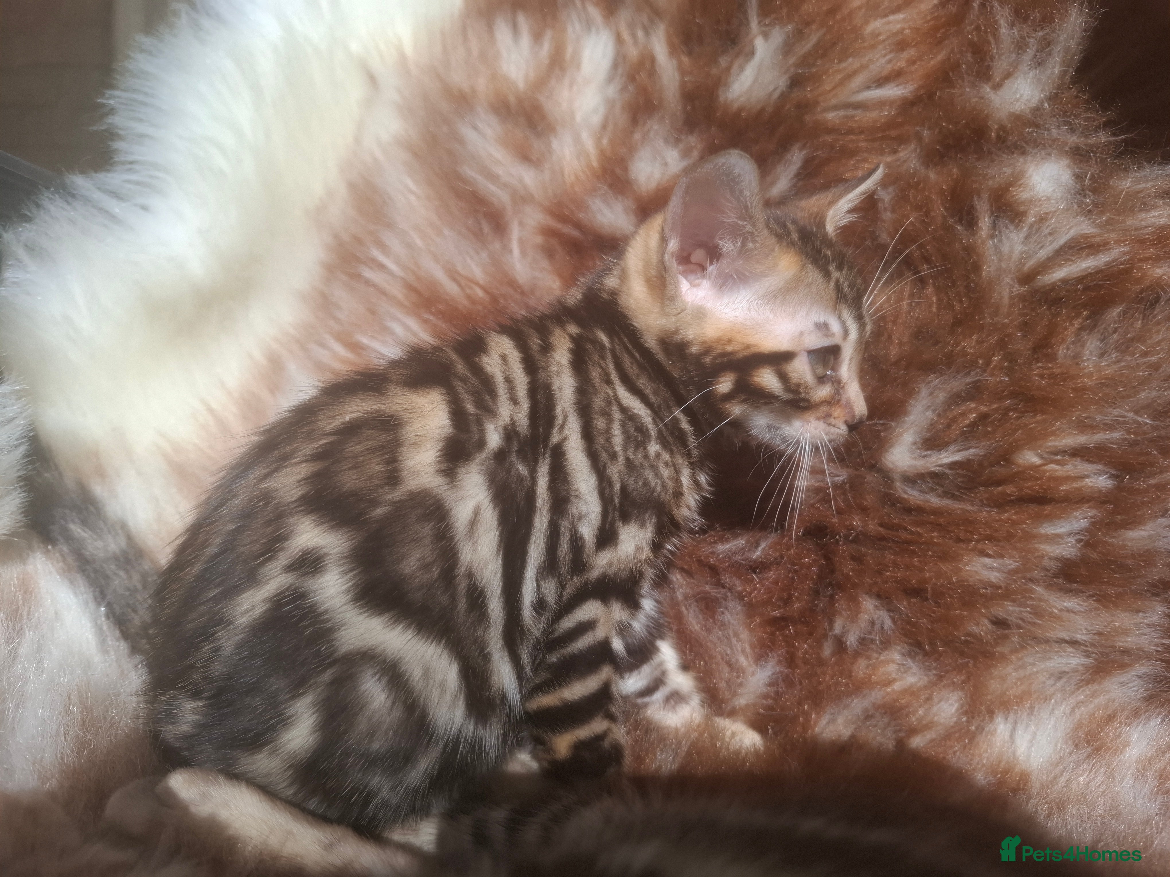 Bengal cats Outstanding Bengal Kittens – 5★ Licensed Cattery - Advert 2