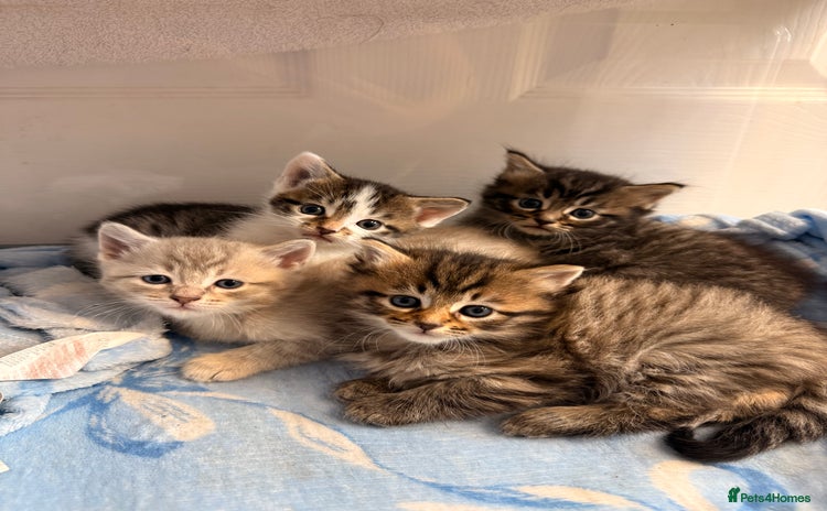 Mixed Breed cats 2 Gorgeous tabby boys left! - Advert 1