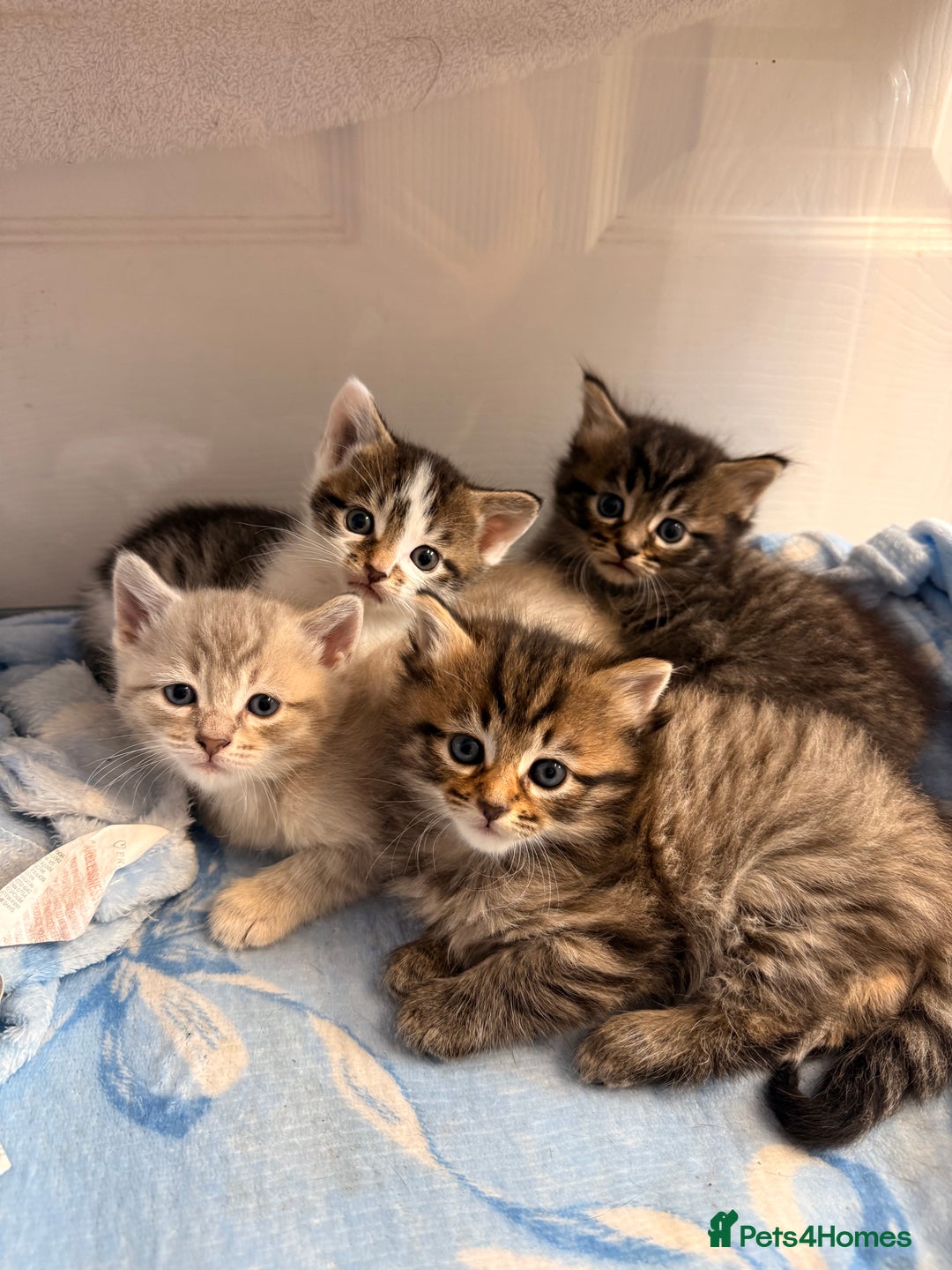 Mixed Breed cats for sale: 2 Gorgeous tabby boys left! - Advert 1