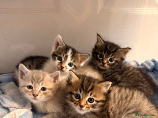 Mixed Breed cats for sale: 2 Gorgeous tabby boys left! - Advert 1