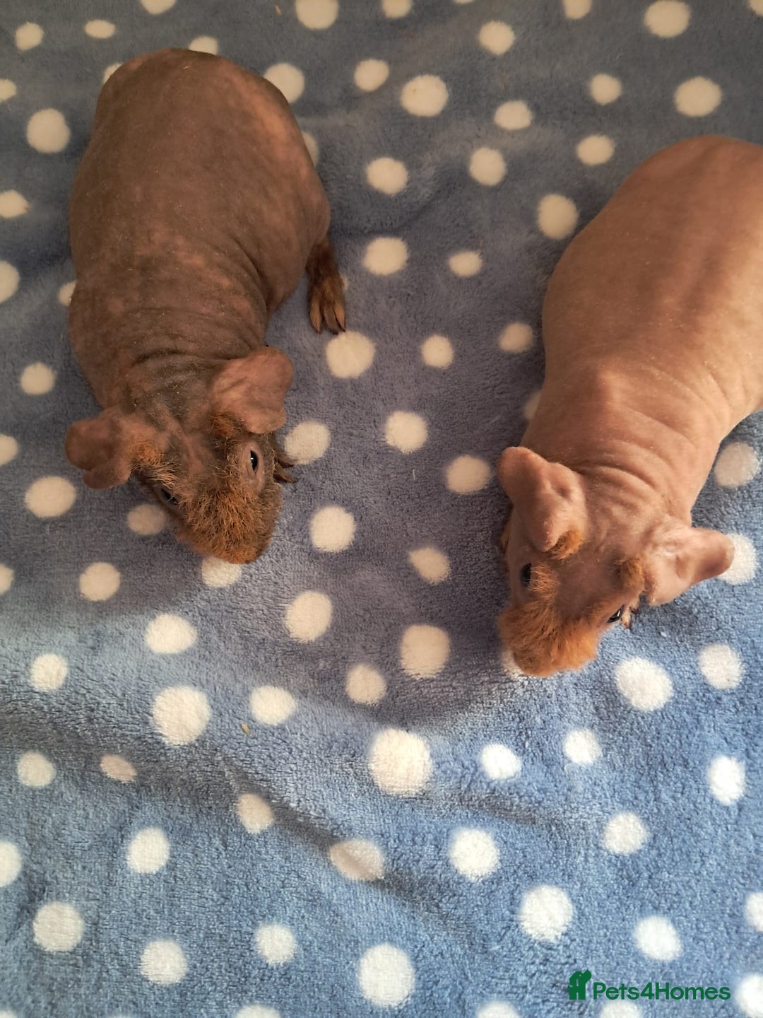 Guinea Pig rodents for sale: BEAUTIFUL SELECTION OF SKINNY PIGS - Advert 4