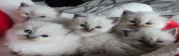 Ragdoll cats for sale: Two GCCF ragdoll boys ♂️♂️😺😺 - Advert 1
