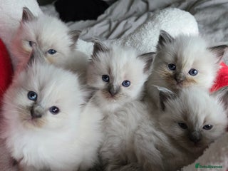 Ragdoll cats Two full pedigree boys for sale ♂️♂️ - Advert 1