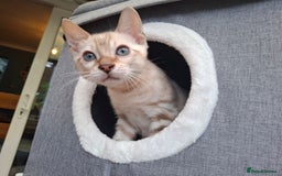 Bengal cats for sale: Prenium TICA registered Bengal Kittens - Image 13