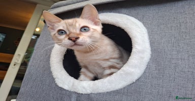 Bengal cats - Advert 7