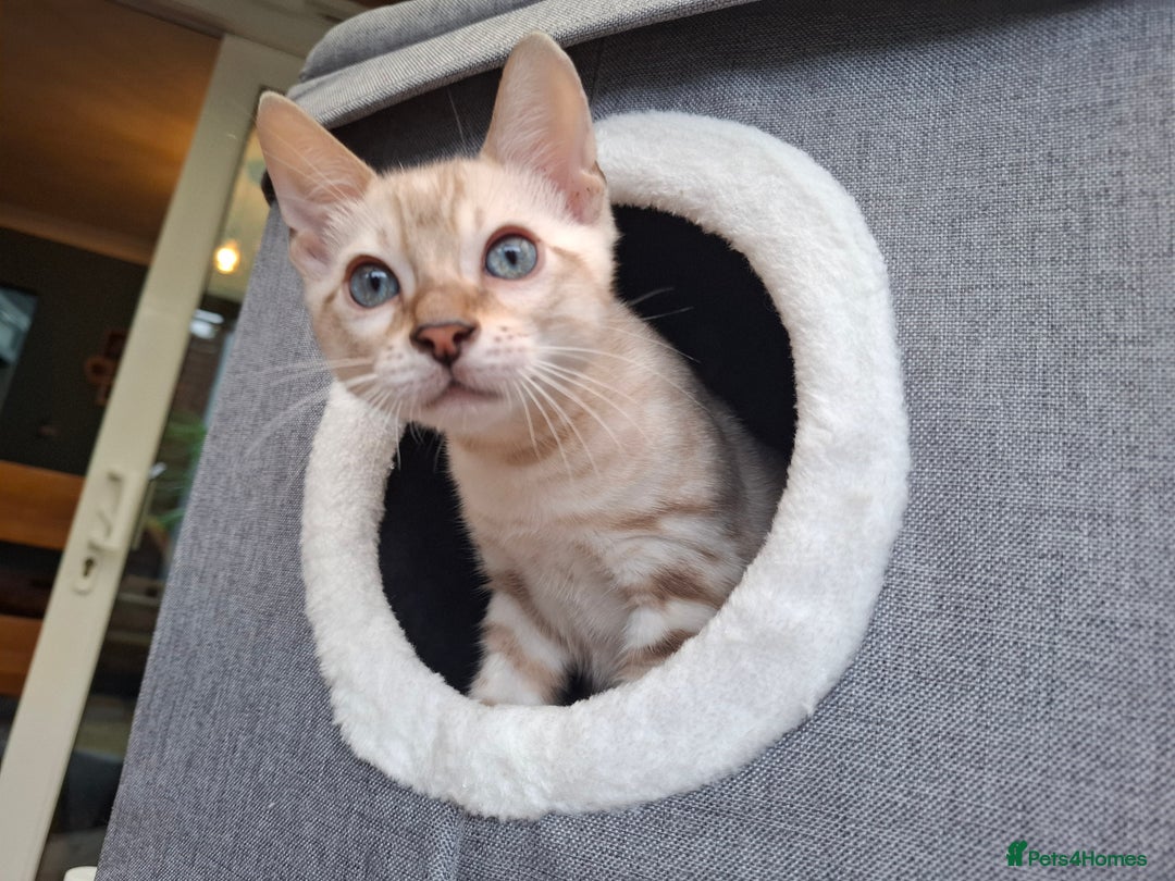 Bengal cats for sale: Prenium TICA registered Bengal Kittens - Image 13