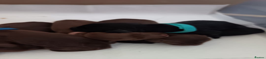 Cocker Spaniel Puppy 6