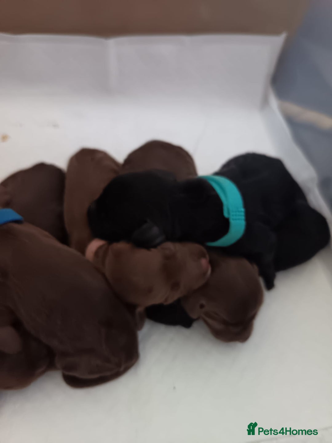 Cocker Spaniel dogs for sale: Cocker spaniel puppy's  - Image 6