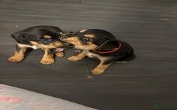 Jack Russell dogs for sale: 2 JACK RUSSELL BOYS - Image 2