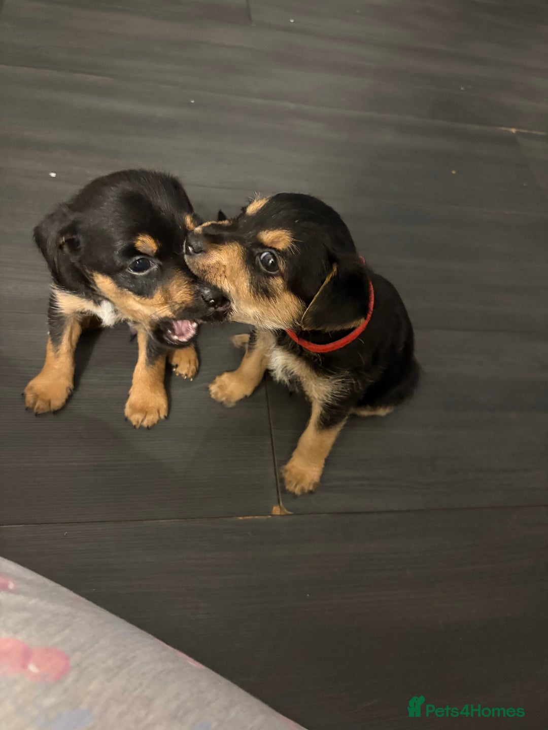 Jack Russell dogs for sale: 2 JACK RUSSELL BOYS - Image 2