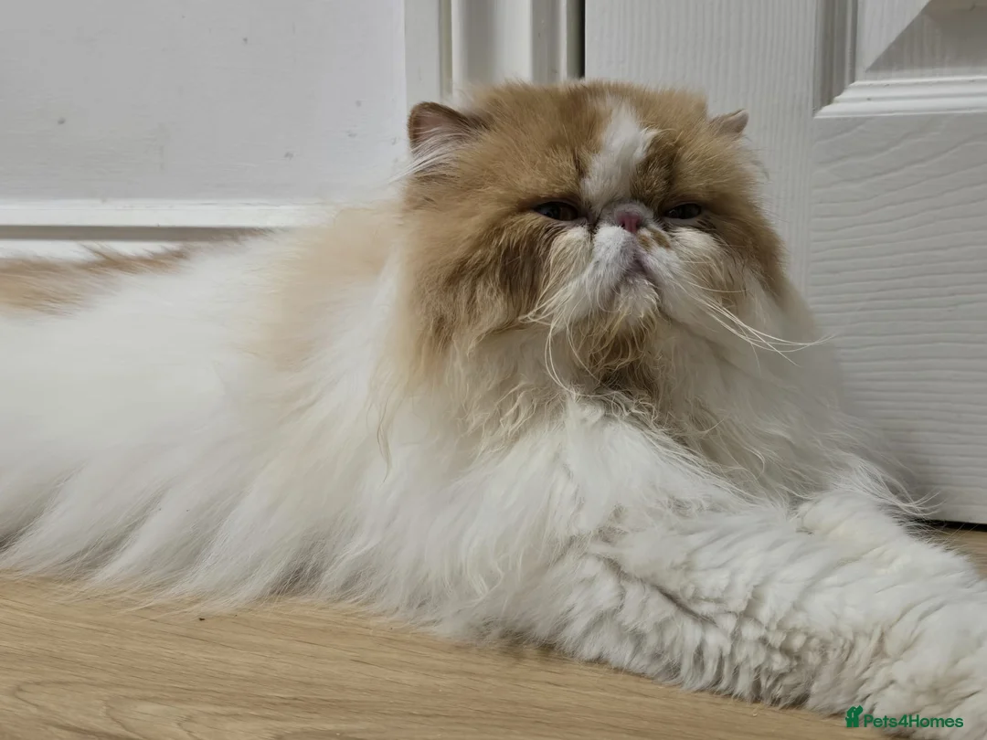 Persian cats for sale: Male Persian Pedigree CFA Champion - Advert 8