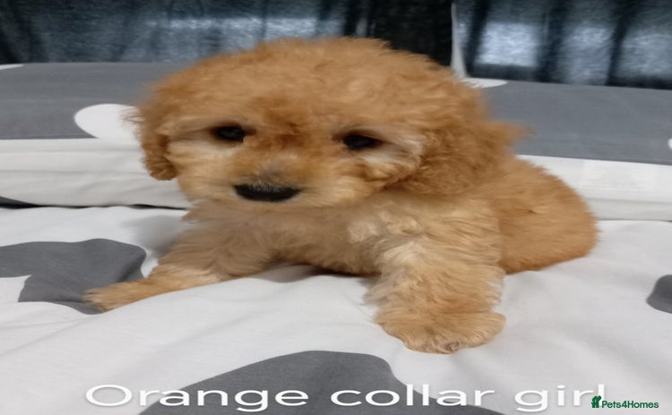 Cockapoo dogs - Advert 14