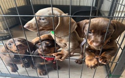 Miniature Dachshund dogs for sale: stunning KC miniature dachshunds  - Image 1