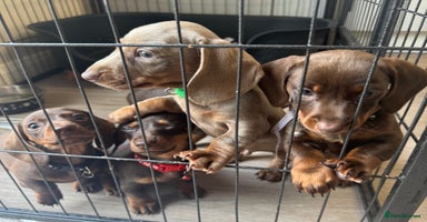 Miniature Dachshund dogs - Advert 9