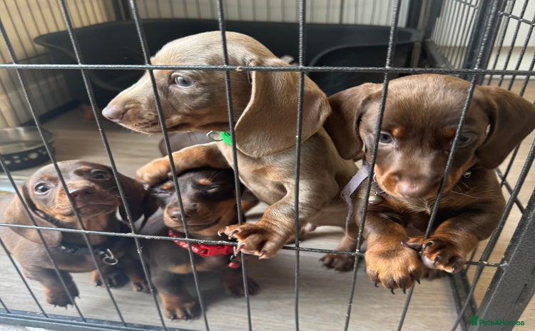 Miniature Dachshund dogs - Advert 2