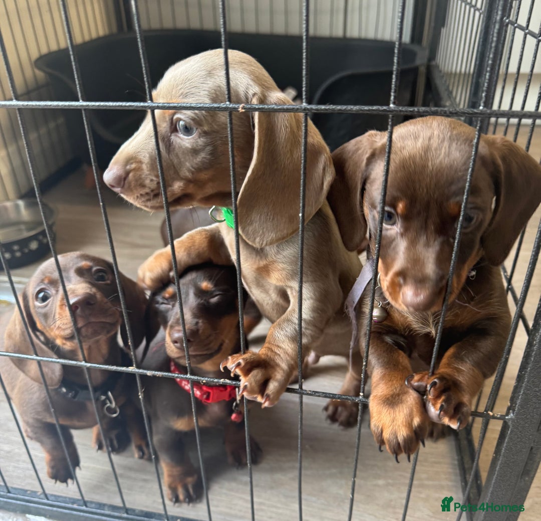 Miniature Dachshund dogs for sale: stunning KC miniature dachshunds  - Image 1