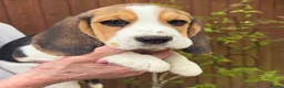 Beagle dogs for sale: HOME BRED KC REG PUPPIES  - Advert 2