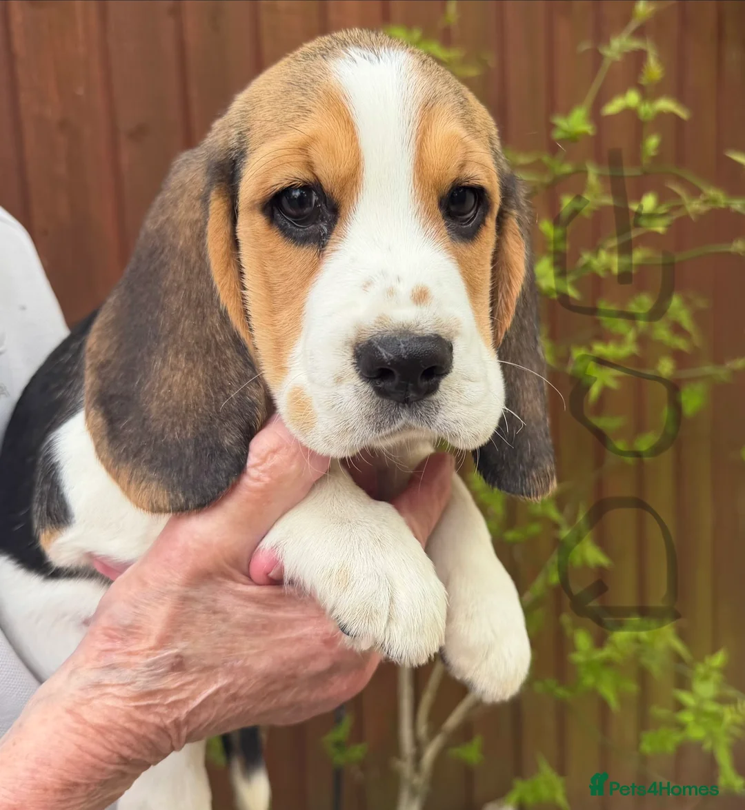 Beagle dogs for sale: HOME BRED KC REG PUPPIES  - Advert 2